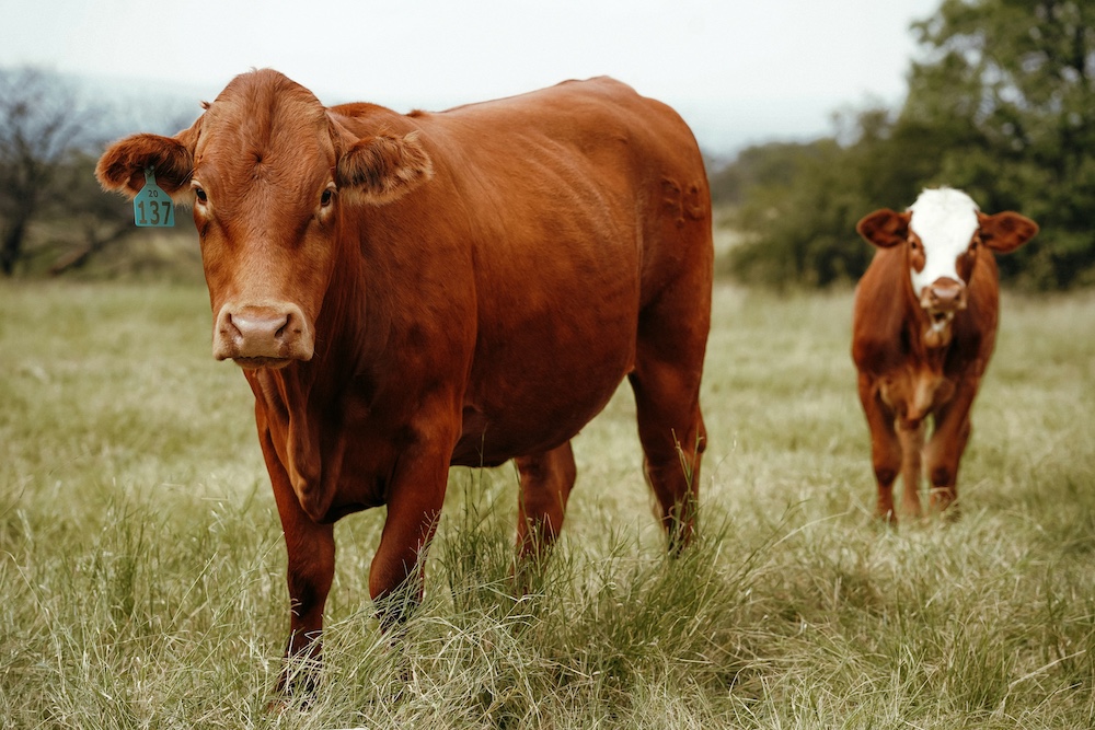 Cattle in a ranch setting